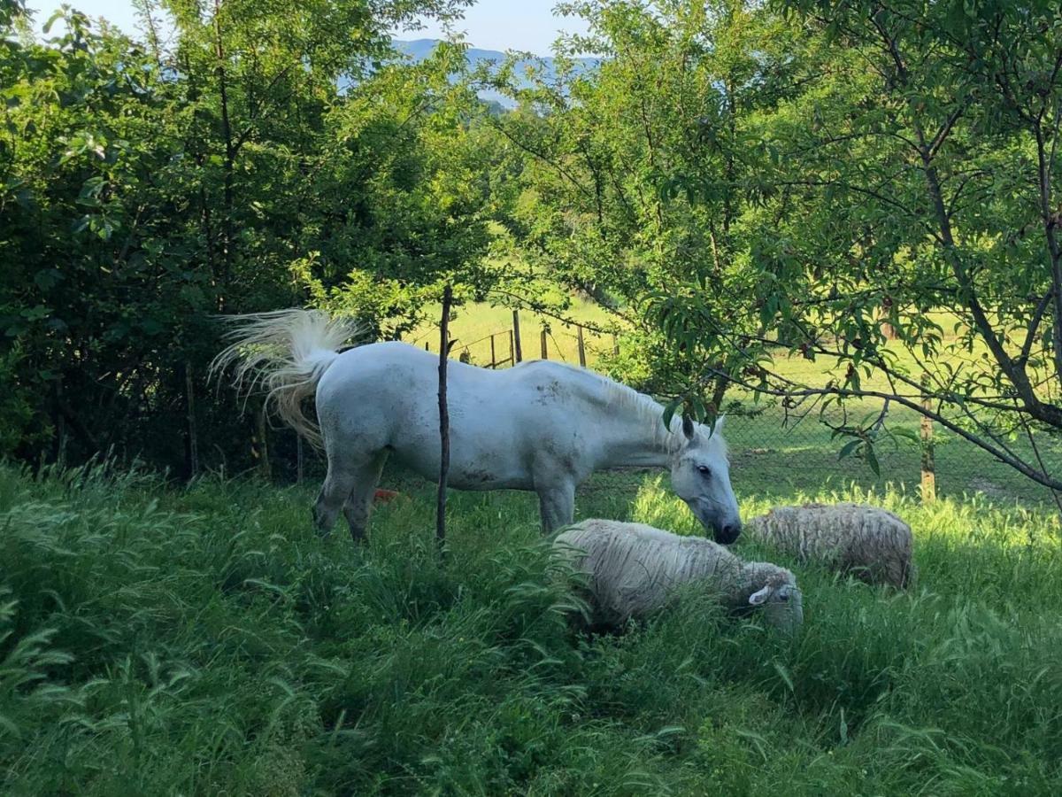 Ala Di Maniero In Agriturismo Valdrago In Toscana, Nel Verde Mugello Sulle Colline Di Firenze ボルゴ・サン・ロレンツォ エクステリア 写真